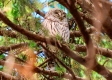 A brown owl is snuggled up in a fir tree. Une chouette brune est confortablement installée dans un sapin.