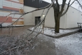 Une branche cassée est suspendue à un arbre couvert de glace