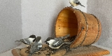 Cinq mésanges peintes, en train de picorer des semences tombées d’un seau, et sculptées à la main et dans un morceau de bois de tilleul.