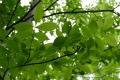 A tree branch bearing clusters of green compound leaves, each leaf with five to seven leaflets.