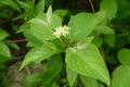 A small cluster of greenish-white flowers in a background of bright green leaves on red stems.