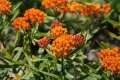 Clusters of bright orange flowers and reddish buds among narrow green leaves.