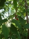 Trois petits fruits ressemblant à des baies sont suspendus à une petite branche parmi des feuilles vertes.