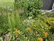 A colourful residential flower garden