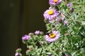 A bumblebee perches on one of several purple and yellow flowers at the edge of a dramatically sunlit plant.