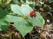 A tight cluster of red berries on a stalk above a flat rosette of simple green leaves in the forest undergrowth.