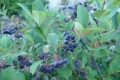 Clusters of dark blue berries hang from reddish stems among green leaves. 