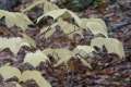 Pale leaves droop gracefully from dark twigs against a backdrop of a leafy forest floor.