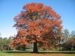 A majestic red oak tree with bright autumn leaves stands in front of other trees in a park, beneath a clear blue sky.