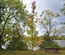 A freshly planted young tree in a park with a river visible in the background.