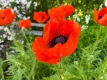 Gros plan sur des coquelicots en pleine floraison, avec des fleurs de gypsophile en arrière-plan.