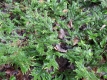 Low branches of bright green foliage spreading across a leafy brown forest floor.