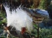 Bright white milkweed fluff with brown seeds attached, dangling from an open seed pod. Melting frost sparkles on the fluff and the seed pod.