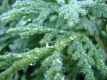 Gleaming water droplets cover green foliage of cedar.