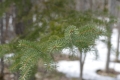 Closeup view of branches covered in greyish-green prickly needles against a snowy forest backdrop.