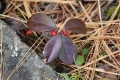 A cluster of dark purple-green leaves with two red berries sits beside a grey lichenous rock. Pale fallen pine needles cover the ground.