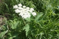 Image of a cow Parsnip plant