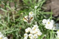 Dark paper wasp on pearly everlasting