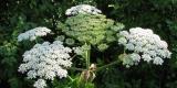 Image of a giant Hogweed plant in full bloom