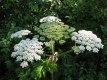 Image of a giant Hogweed plant in full bloom