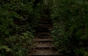 sentier avec des marches dans une forêt verte