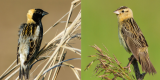 Image of Bobolink bird on the left and an Eastern Meadowlark on the right.