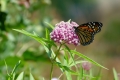 A monarch butterfly on swamp milkweed.