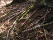 longs bâtons enveloppés dans des bandes de couleur et placés dans la forêt