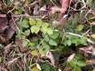 Low-growing non-flowering rosettes of early-growing wild parsnip