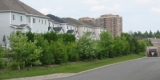 Une plantation dense faite de divers arbres et arbustes offre un écran visuel depuis les cours arrière des résidences vers les aires de service et de chargement d’un centre commercial adjacent.