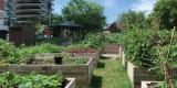 Jardin communautaire Nanny Goat Hill, 565, avenue Laurier Ouest dans la catégorie Éléments urbains 