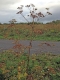 Image of a mature wild parsnip plant 