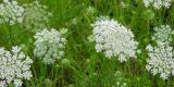 Image of Queen Anne's Lace