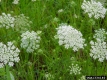 Image of Queen Anne's Lace