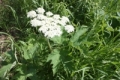 Image d’une plante berce laineuse 